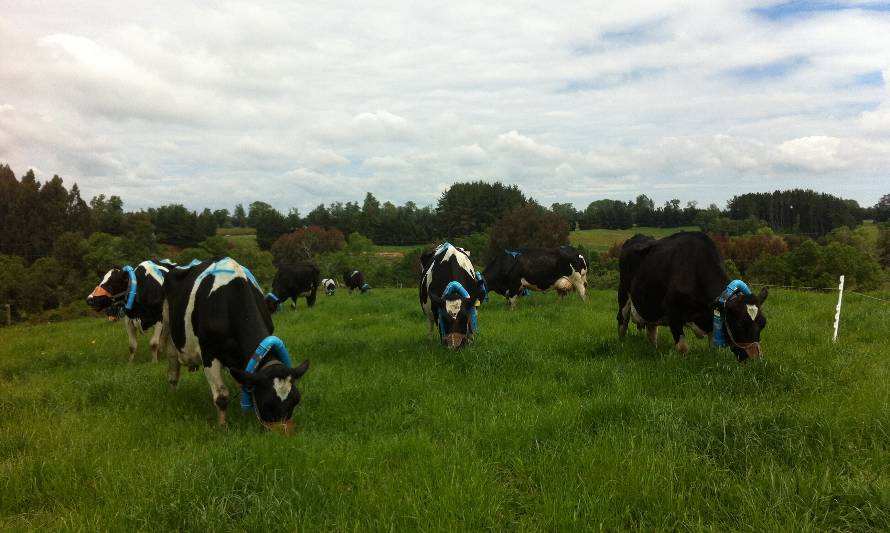 INIA busca alternativas integradas para disminuir emisiones de metano entérico en la producción de leche