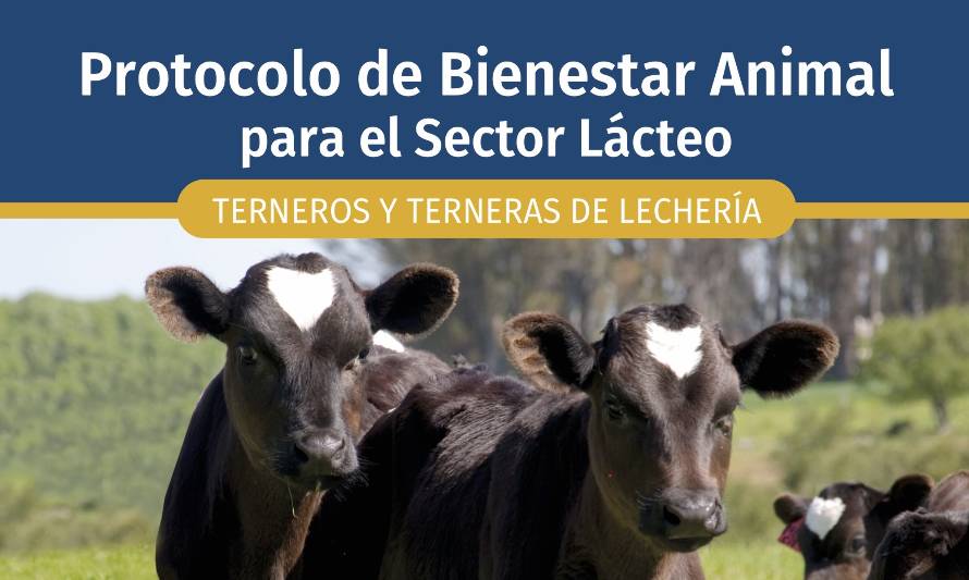 Crianza y recría con bienestar animal: Consorcio Lechero presentó nuevo protocolo 