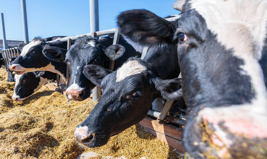 EE.UU: el USDA asiste a productores de leche en US$ 2.000 millones
