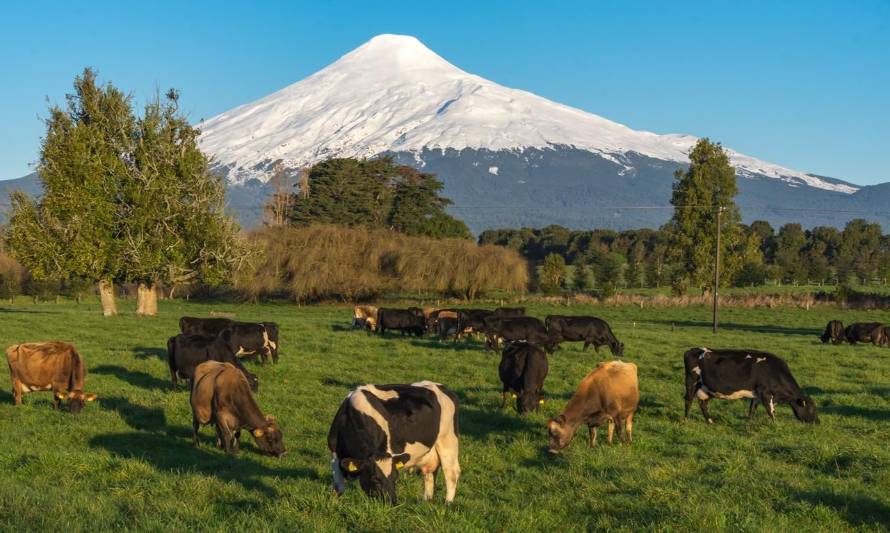 Chile Milk: La marca estratégica creada para posicionar la leche chilena en el mundo