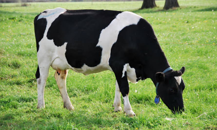 Productores de leche se comprometen con la sustentabilidad 