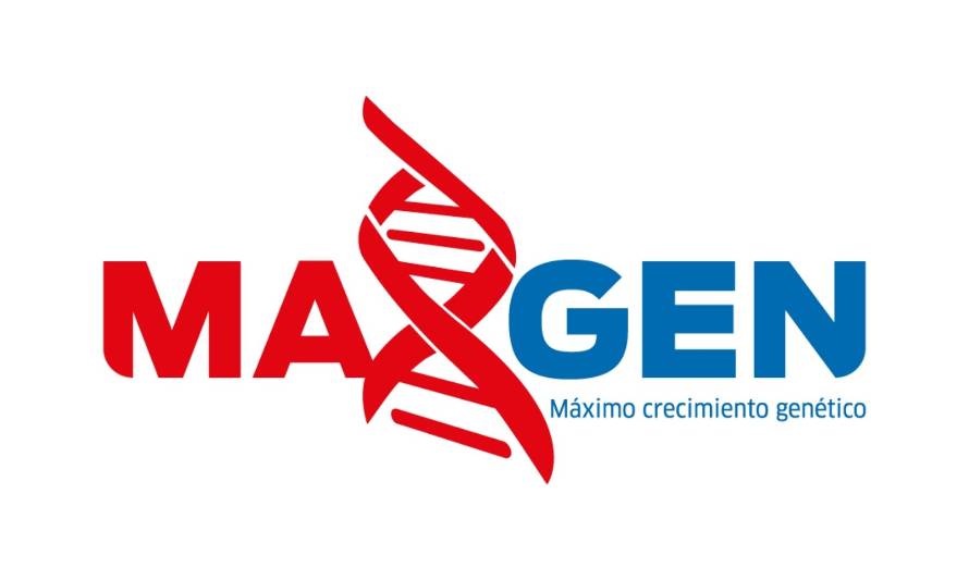 Maxgen, únicos en el desarrollo,
mejoramiento y comercialización
de genética bovina en Chile