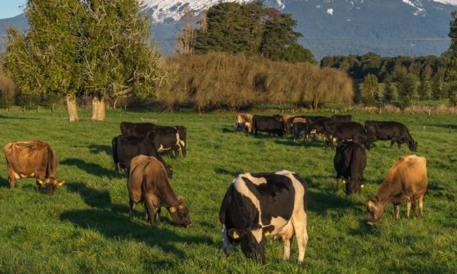 Lecheros trabajan en desarrollar aplicación para mejorar la sustentabilidad en los campos