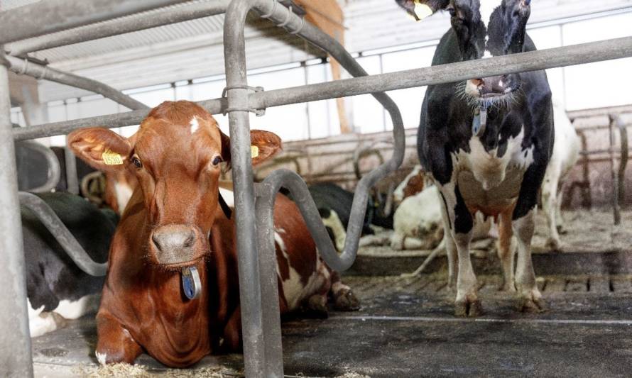 Bienestar Animal, un pilar fundamental