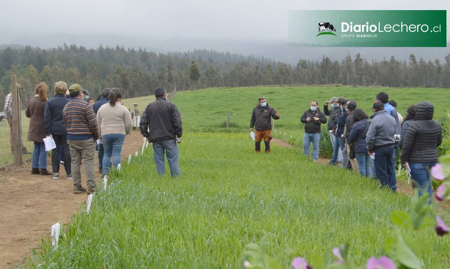 INIA Carillanca presenta nuevas especies forrajeras en contexto de déficit hídrico