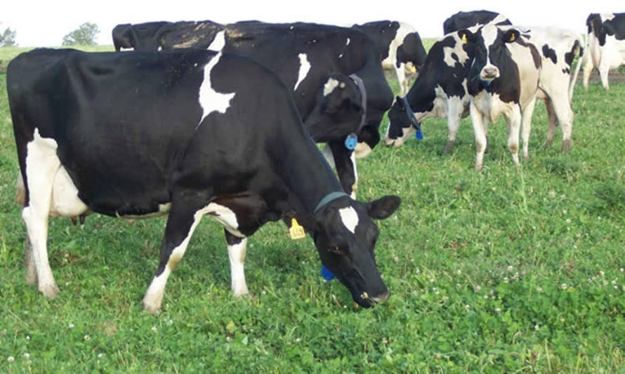 Principales referentes de la alfalfa entregan sus conocimientos sobre manejo de praderas y recursos forrajeros