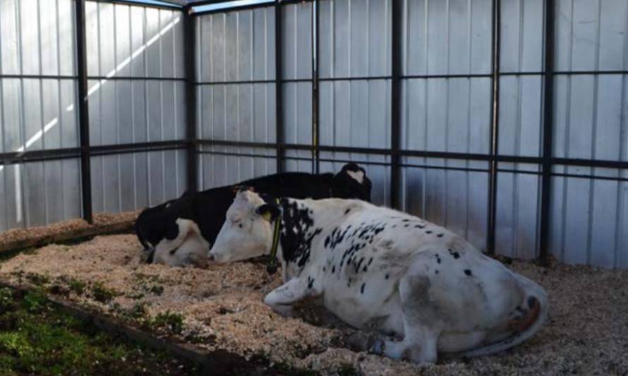 Estudio demuestra preferencias de vacas al momento del parto