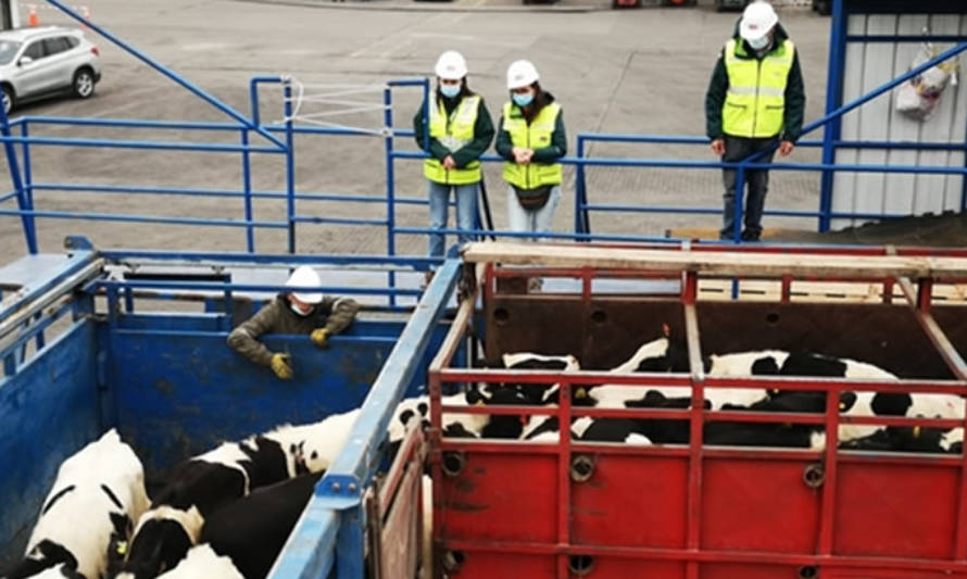 SAG certifica cuarto embarque de vaquillas en pie a China este año en Biobío