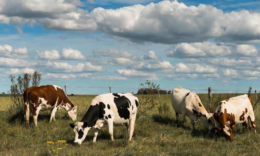 Uruguay: Bajó el endeudamiento de los productores y la industria láctea colocó el 72% de la producción en el exterior
