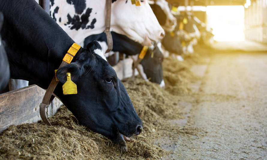 Tecnologías para mejorar la eficiencia y sustentabilidad en la alimentación de vacas lecheras