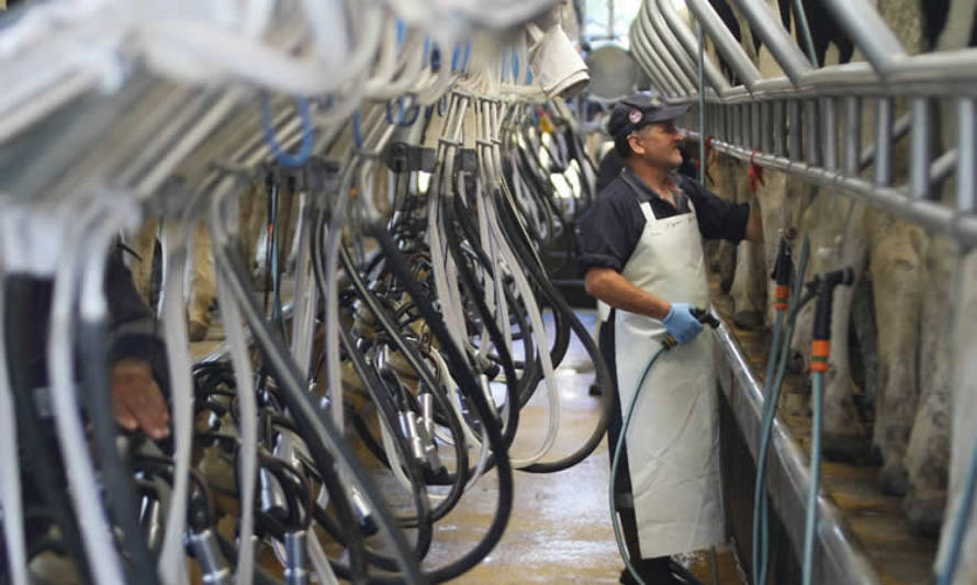 A nivel nacional, precio de la leche al productor creció un 5,3% entre enero y noviembre de 2021