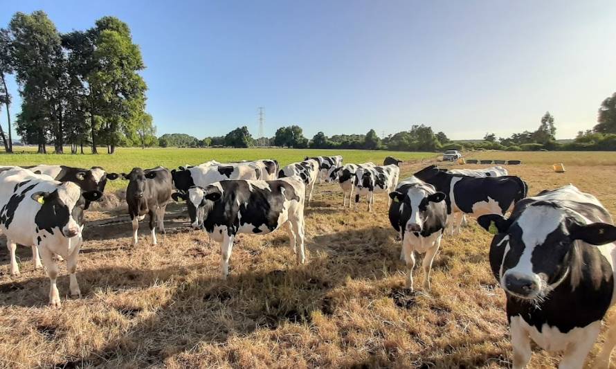 Recepción de leche en Los Ríos cayó 3,2% durante enero