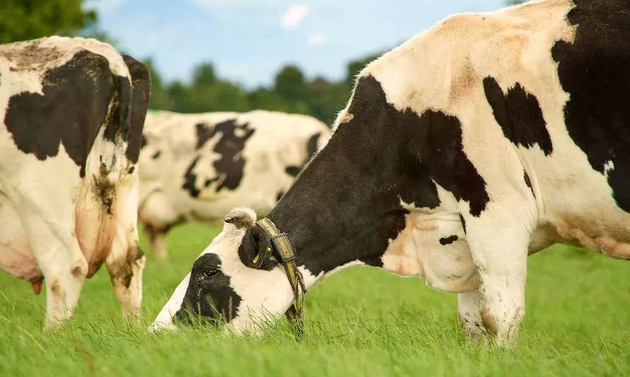 Chilemilk busca posicionar la leche premium del sur del mundo en mercados de alta exigencia