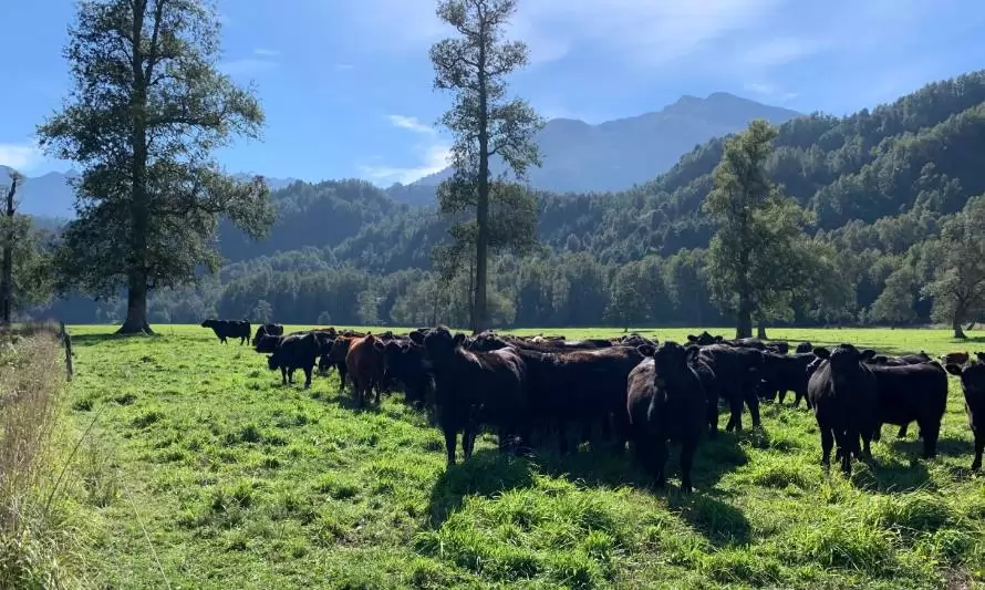 ¿Son las vacas las mayores responsables del cambio climático y contaminan más que el transporte? 