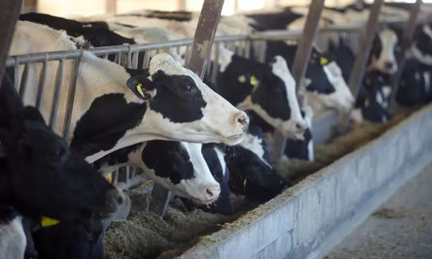 Uso de aditivos en reemplazo de antibióticos en la ganadería lechera para mayor productividad, rentabilidad y sostenibilidad