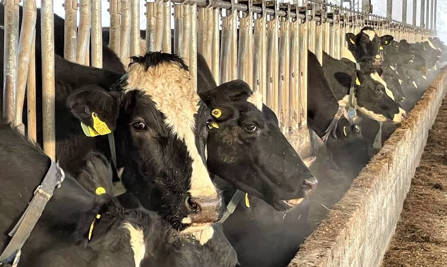 La importancia de las vitaminas del complejo B en la nutrición de vacas  lecheras en invierno - Diario Lechero