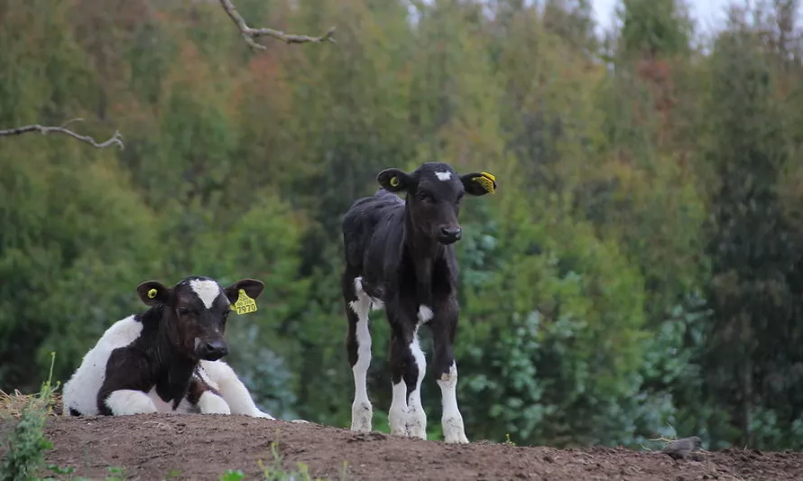 Productores de ganado deben comenzar a declarar animales existentes en sus predios 