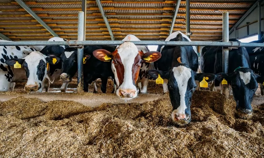 6 consejos para ajustar el suministro de proteína en la producción de ganado bovino
