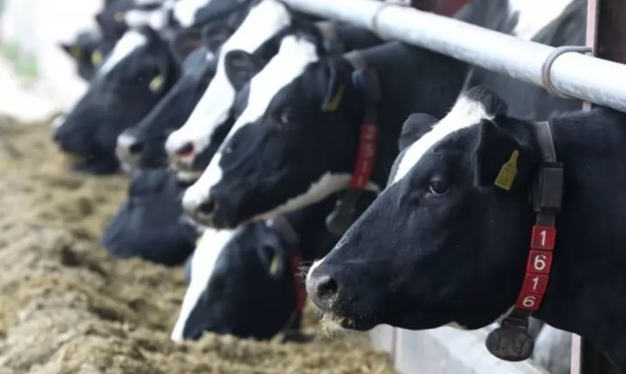 10 signos de advertencia sobre presencia de micotoxinas en su ganado de leche