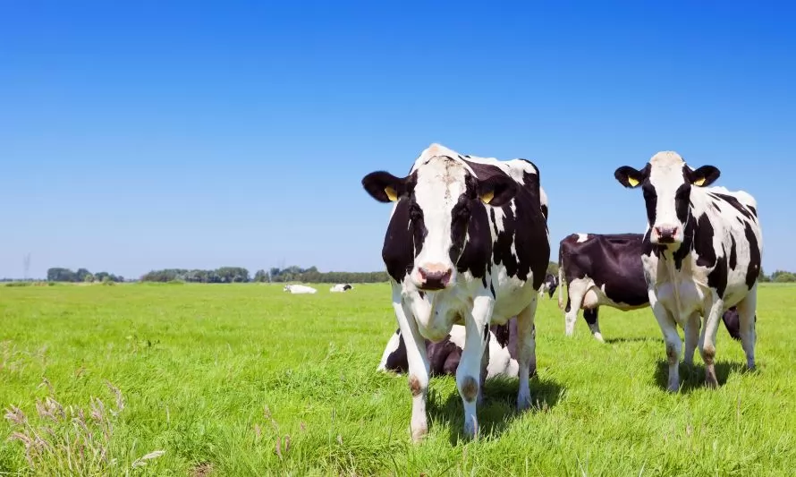 Para avanzar en sustentabilidad láctea: Ofrecen cursos libres de formación online para productores y asesores