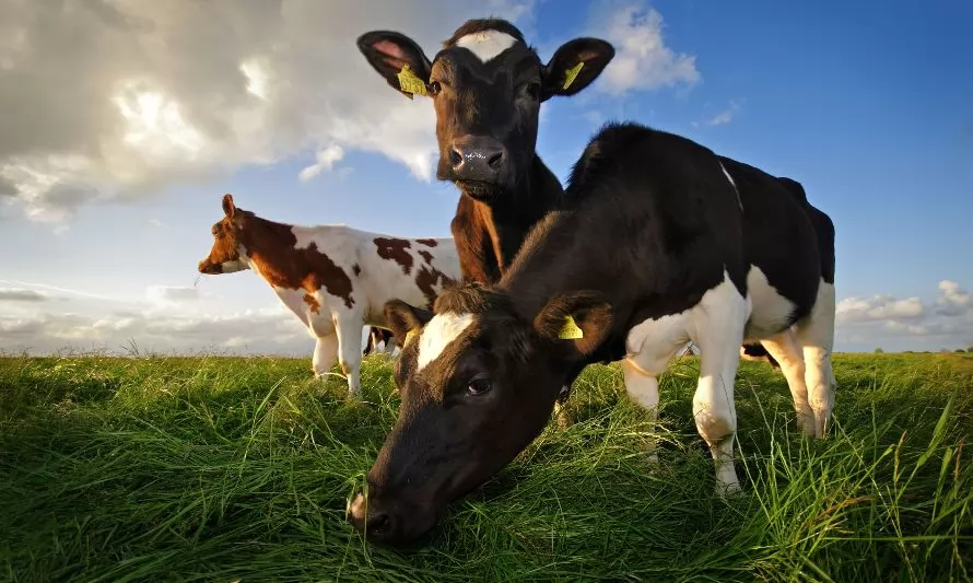 Fonterra revisa a la baja pronóstico de recolección de leche en Nueva Zelanda