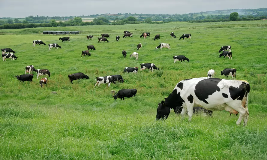 Ranking de la industria láctea concluye 2022 con resultado mixto en la compra de leche cruda