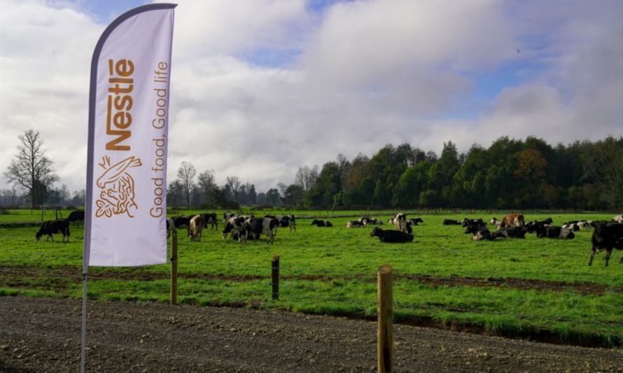 Nestlé Chile y productores de leche reducen más de 4 mil toneladas de CO2 usando prácticas regenerativas