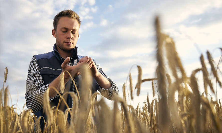 Centeno híbrido: una alternativa rentable para la agricultura chilena