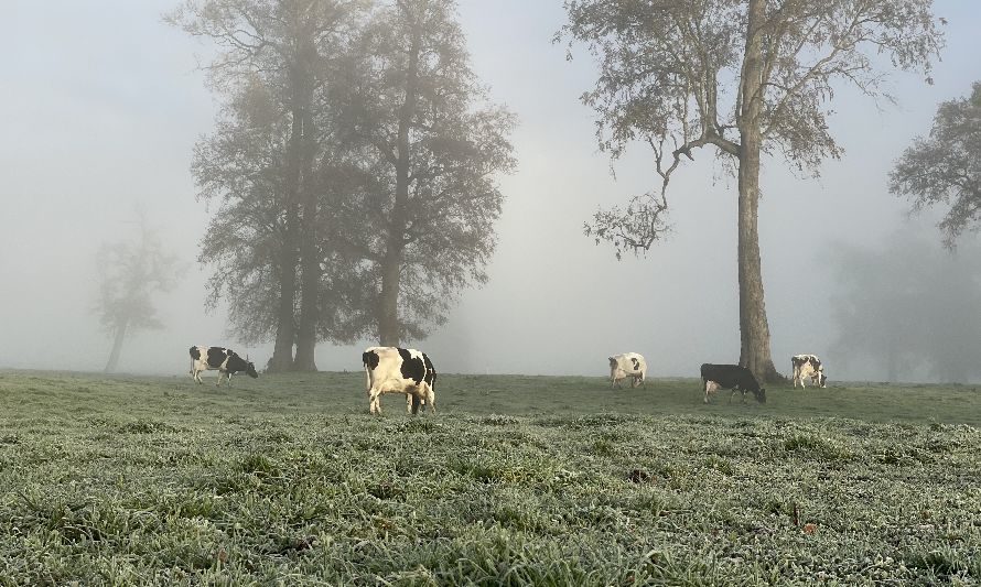 Ante bajas temperaturas INIA entrega recomendaciones para predios ganaderos