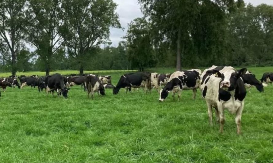 Crecimiento de Praderas Barenbrug 24-07-2023