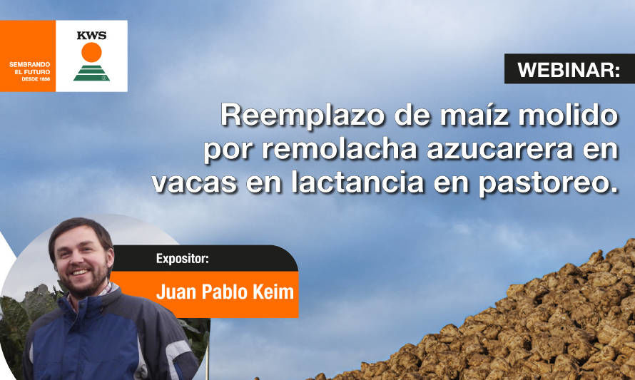 Invitan a webinar: Reemplazo de maíz molido por remolacha azucarera en vacas en lactancia en pastoreo 