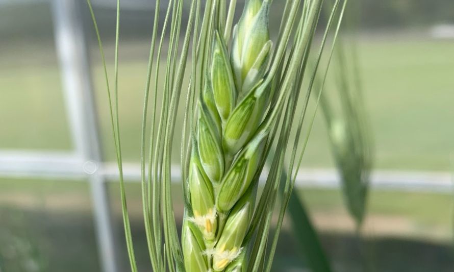 Quedan pocos días para Expo Chile Agrícola: Conoce sus imperdibles