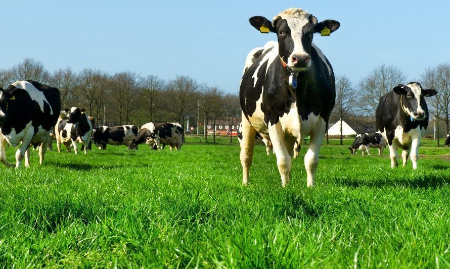 Recepción nacional de leche cruda acumula caída de 4,7% al mes de julio