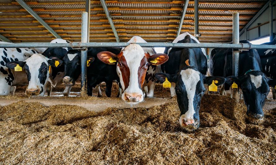 EE.UU.: Número de vacas ha disminuido ligeramente respecto al año anterior