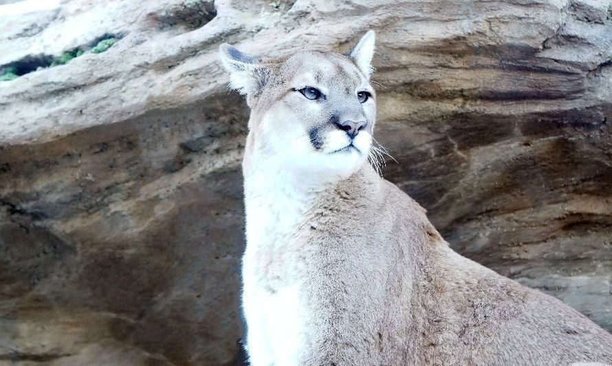 Registran recorrido de pumas en Parque Nacional Alerce Costero