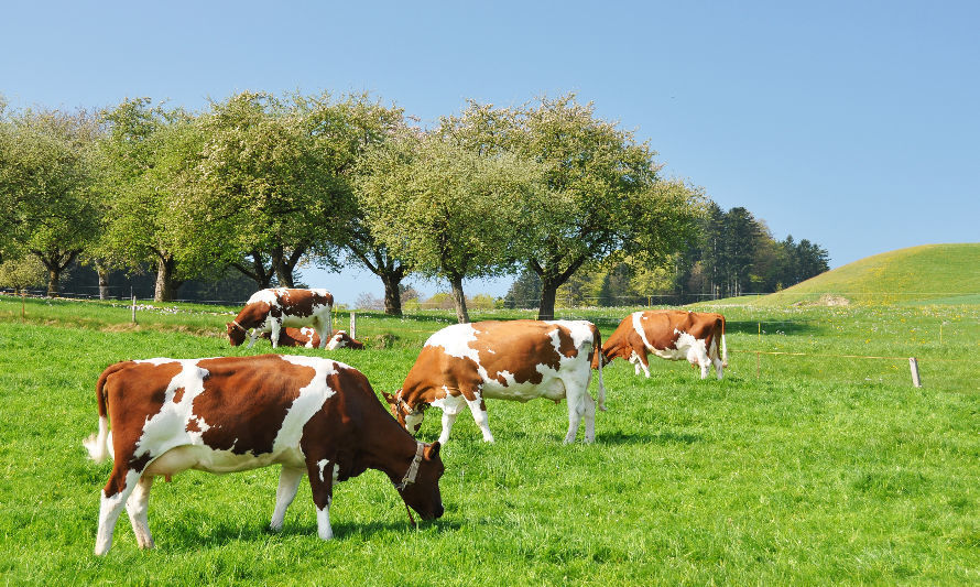 Recepción nacional de leche cruda acumula 15 meses consecutivos a la baja hasta agosto