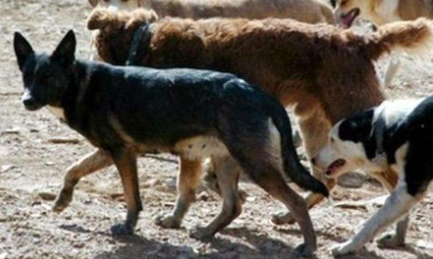 Agrollanquihue realiza catastro de socios afectados por perros asilvestrados