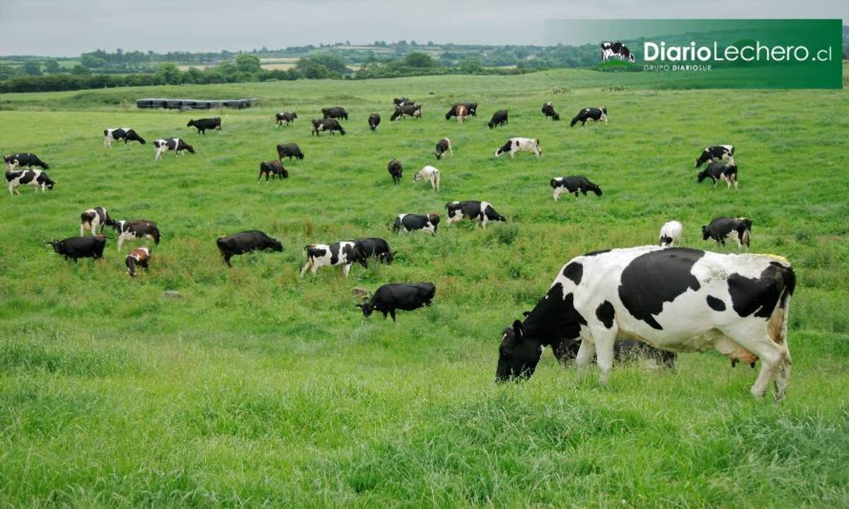 Sello de Origen para la leche de vacas que pastorean
