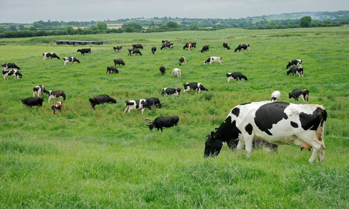 ¿Cómo estar preparado ante una emergencia en el campo y dar bienestar animal al rebaño? 