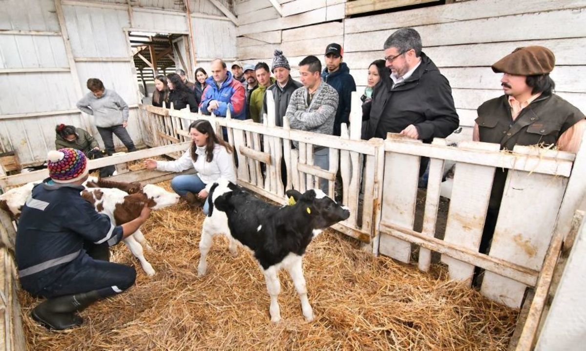 Productores y trabajadores participaron en "Clínica de terneros"