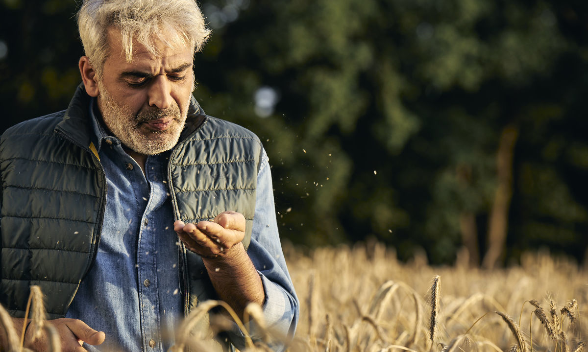 Centeno híbrido de KWS: el grano eficiente para la agricultura actual