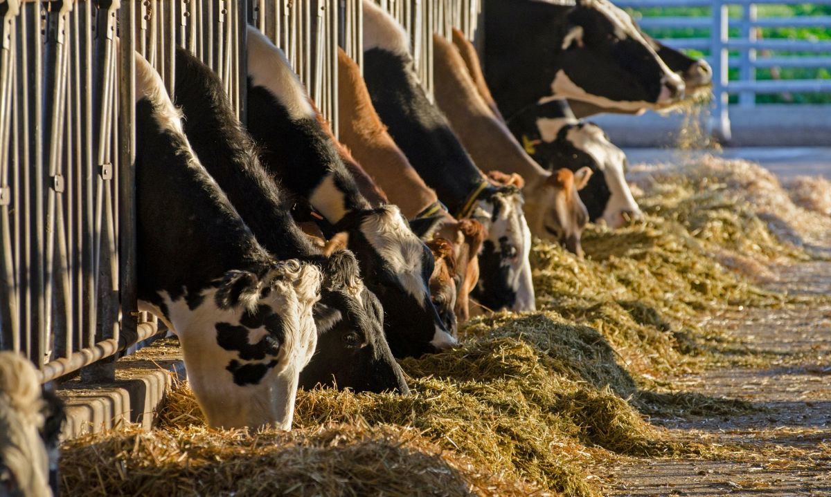 SAG en alerta por detección en Estados Unidos de vacas lecheras positivas a influenza aviar