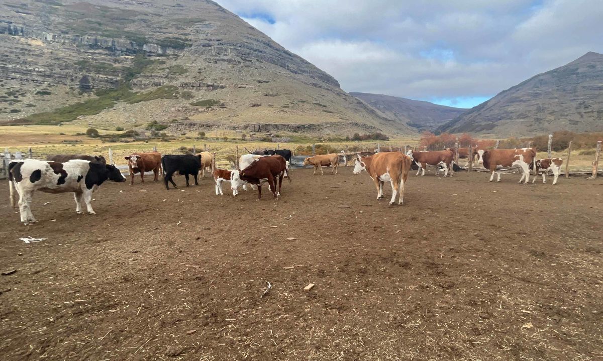 Rebaños de animales comienzan a regresar desde las veranadas en la provincia de Biobío