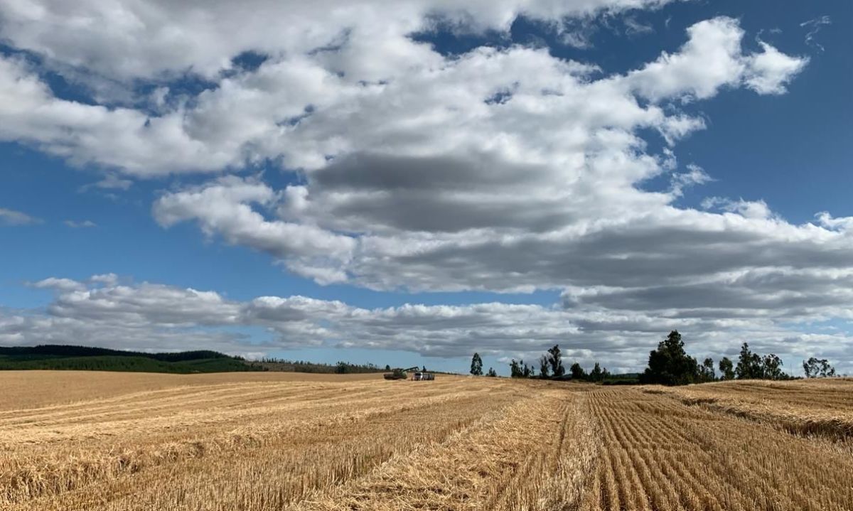 Instituto de Ciencias Agrícolas de Nestlé firma alianza con INIA para investigar aplicación de prácticas regenerativas en el cultivo de cereales