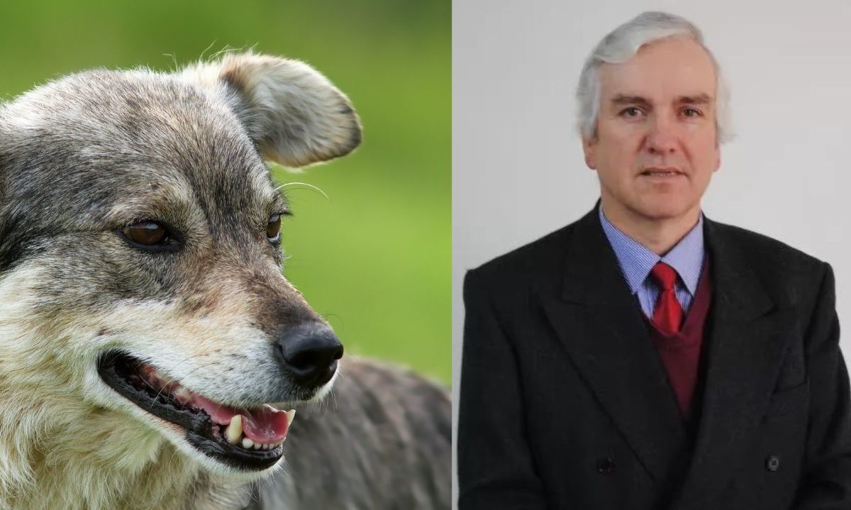 Agrollanquihue llama a autoridades a presentar propuesta concreta y con financiamiento para responder a ataques de perros en sectores rurales