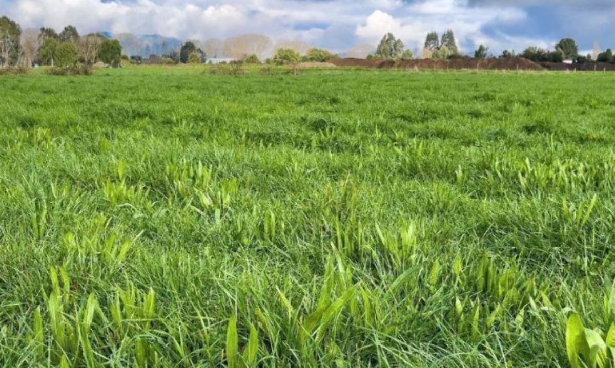 Crecimiento de Praderas Barenbrug 18-03-2024
