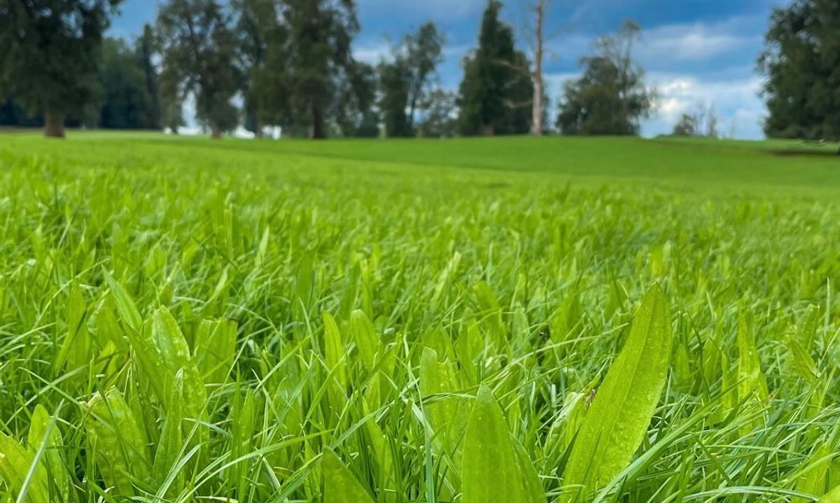 Crecimiento de Praderas Barenbrug 06-05-2024