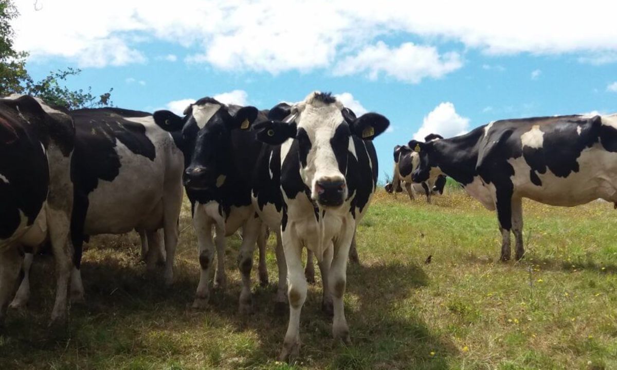 Cambio climático: seminario abordará efectos en la producción lechera de Los Ríos