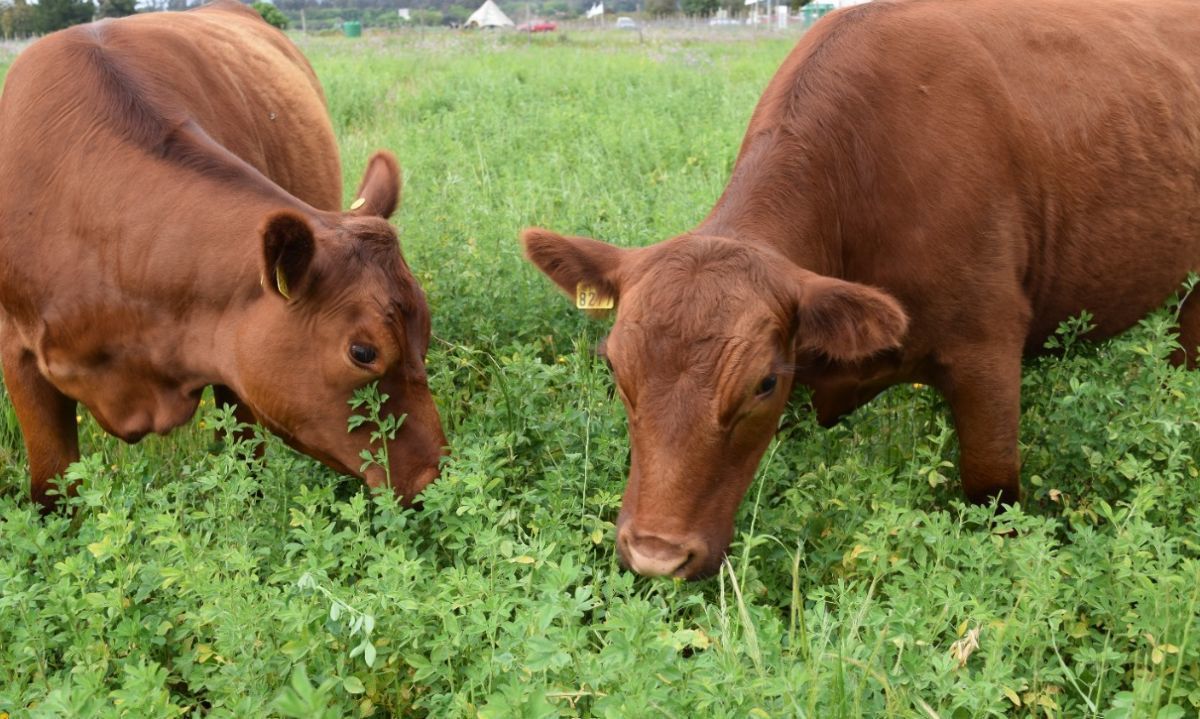 Presentarán la primera variedad de alfalfa de secano tolerante a la sequía