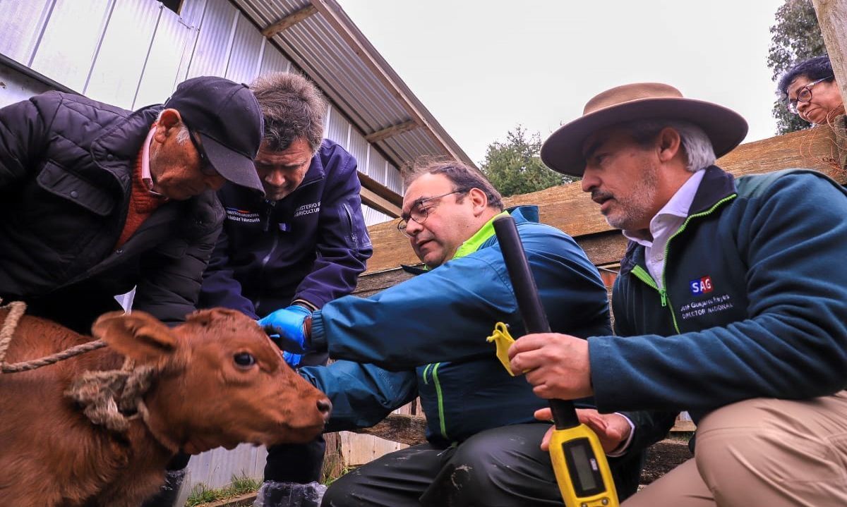 Ministerio de Agricultura anuncia iniciativa para
erradicar la brucelosis bovina 